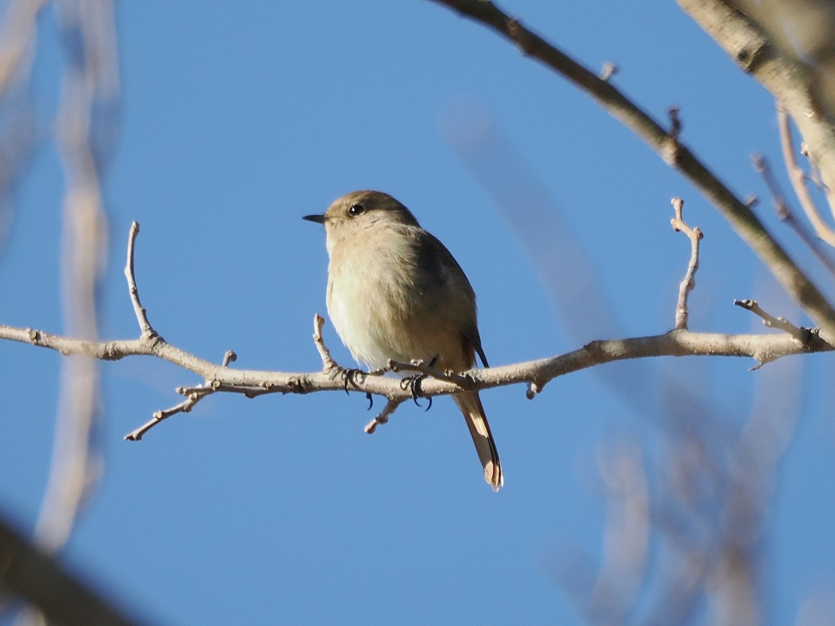 חכלילית סיבירית - ML646498088
