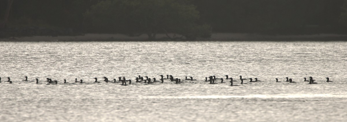 Little Black Cormorant - ML646498090