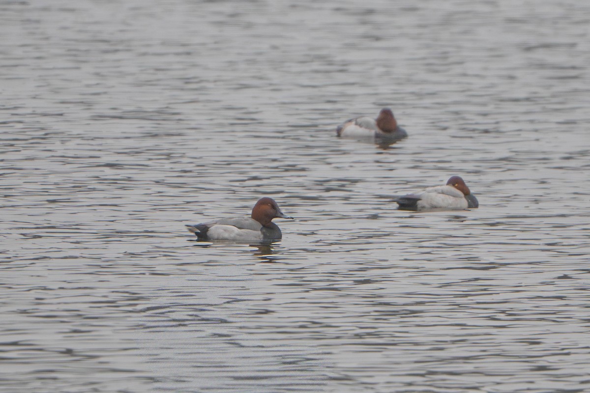 Common Pochard - ML646498092
