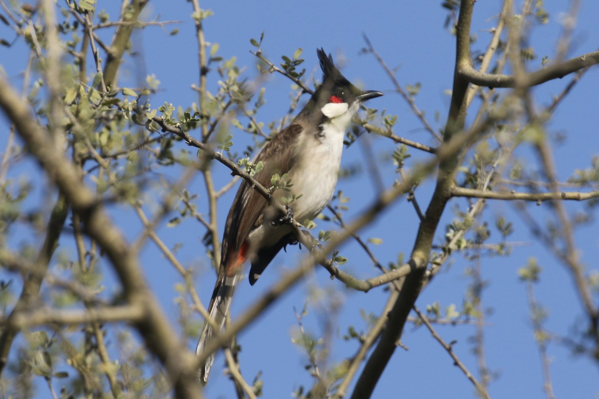 Red-whiskered Bulbul - ML646498100