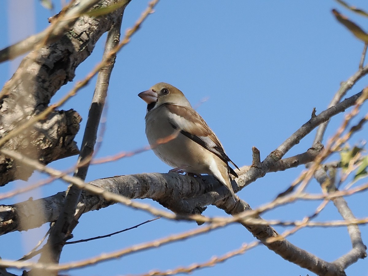 פצחן - ML646498101