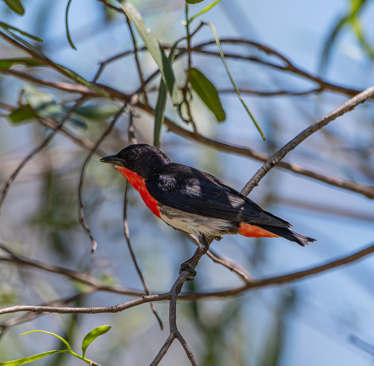 Mistletoebird - ML646498102