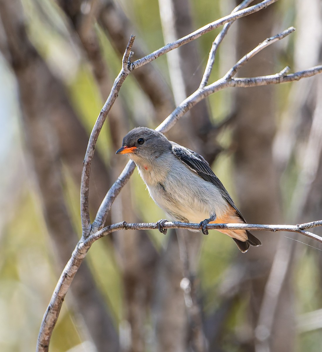 Mistletoebird - ML646498103