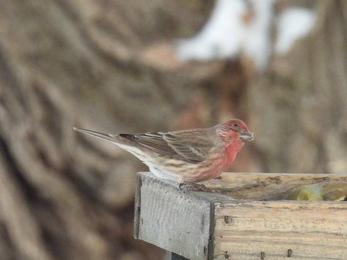 House Finch - ML646498104