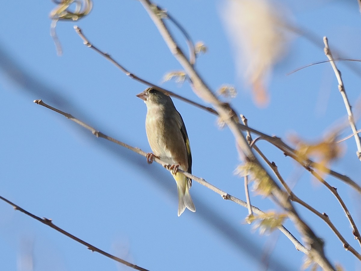 Oriental Greenfinch - ML646498105