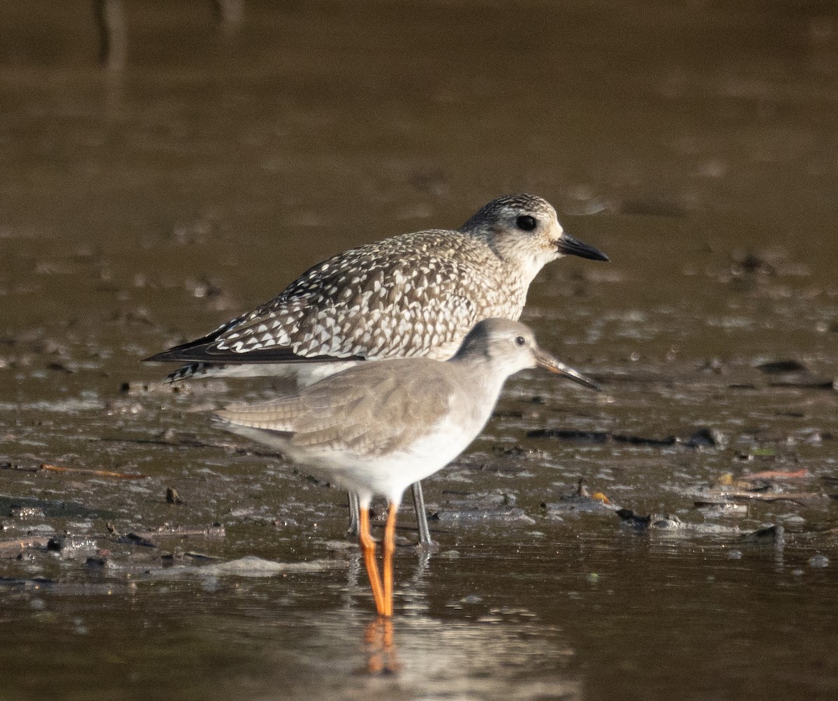 Black-bellied Plover - ML646498106