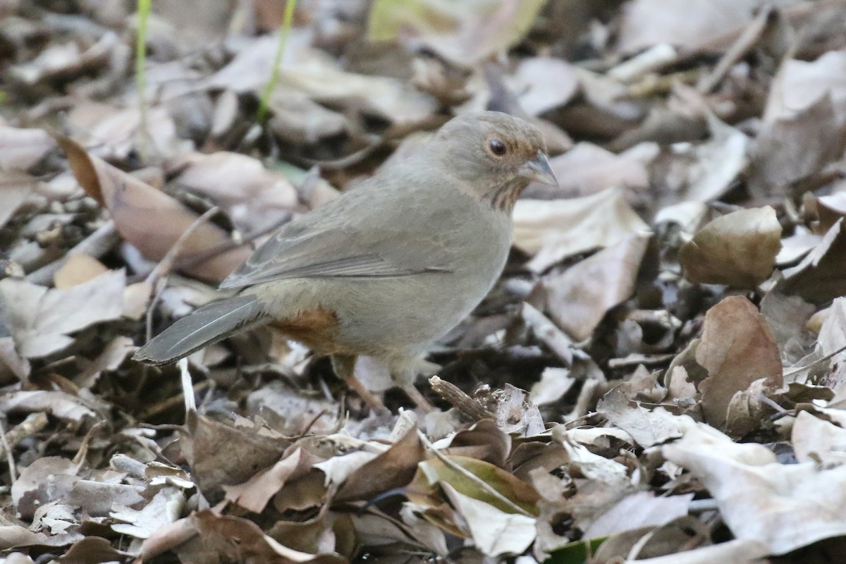 California Towhee - ML646498109