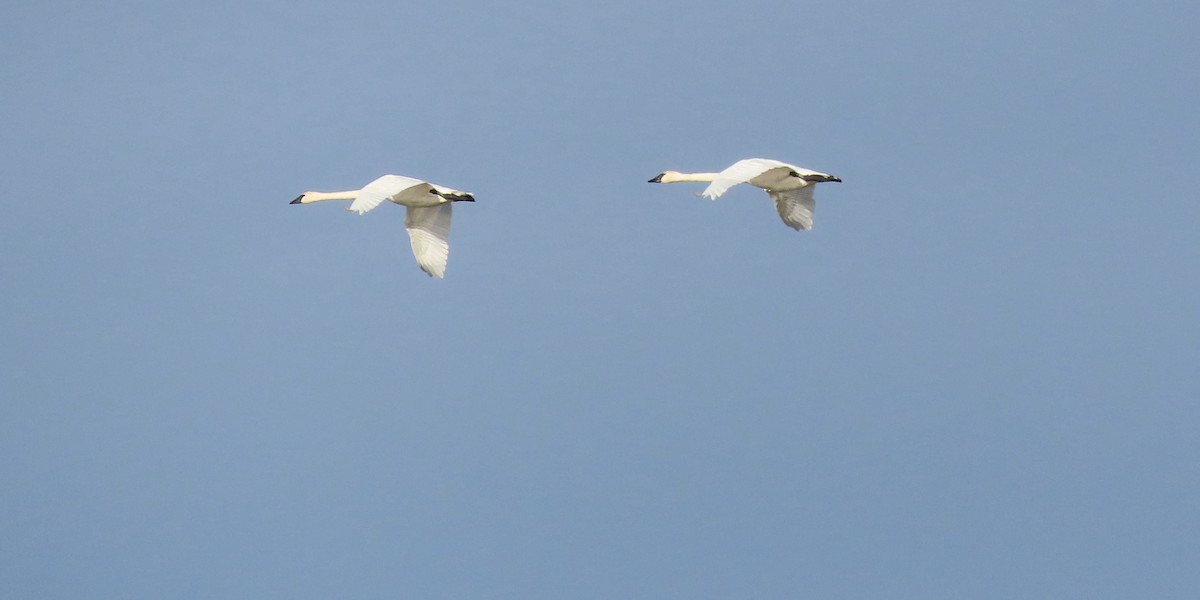 Trumpeter Swan - ML646498114