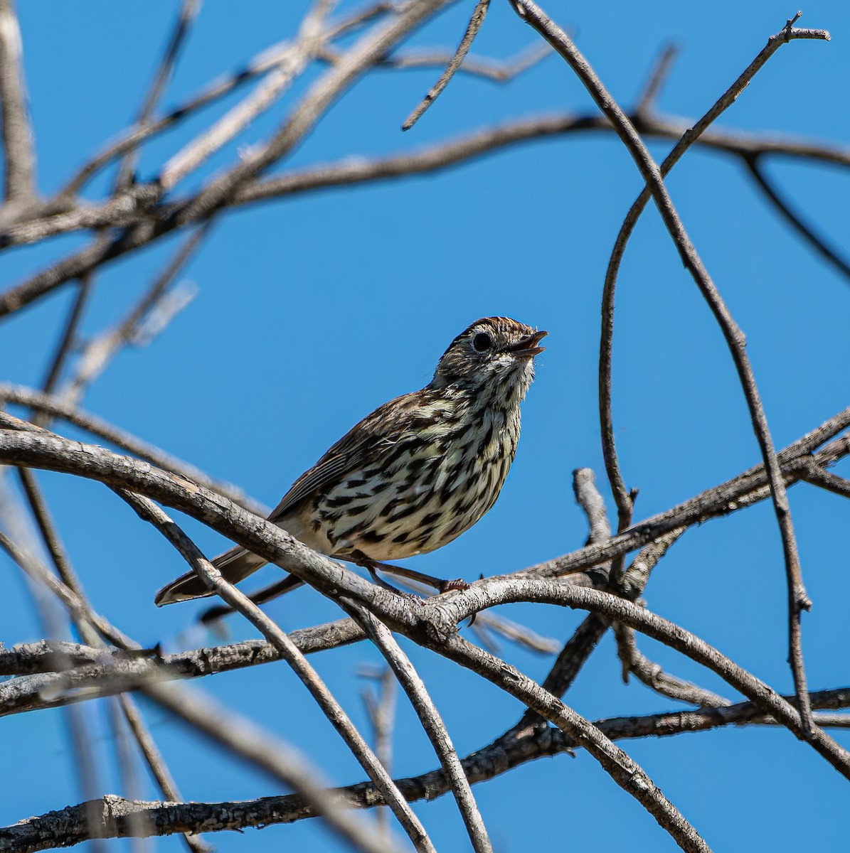Speckled Warbler - ML646498115
