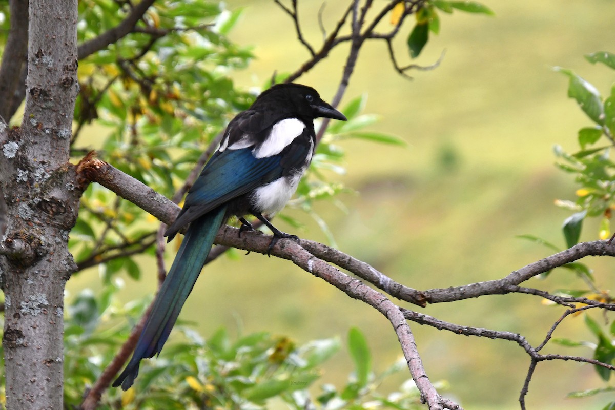 straka americká - ML646498116