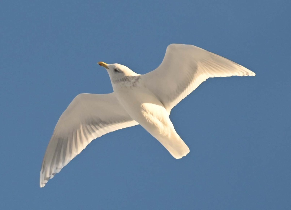 アイスランドカモメ - ML646498117