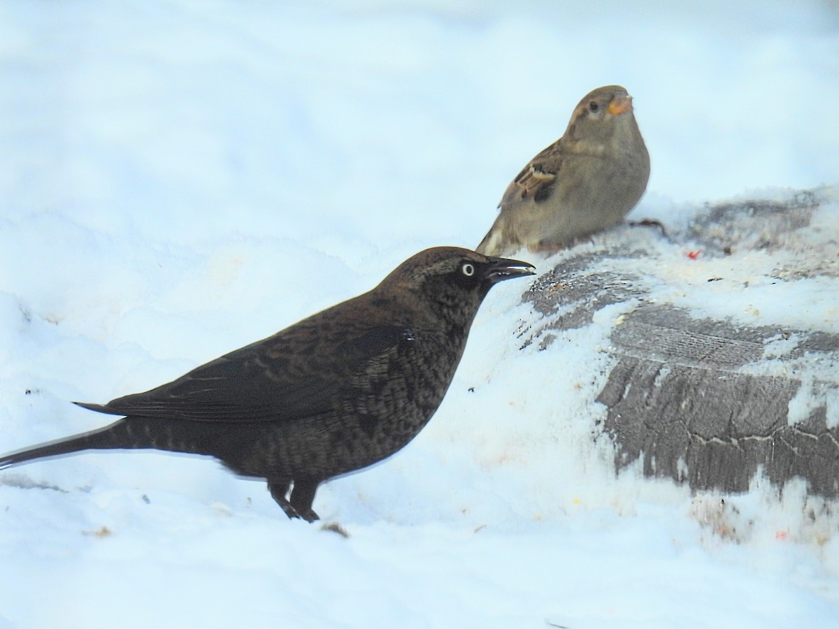 Pas Rengi Karatavuk - ML646498118