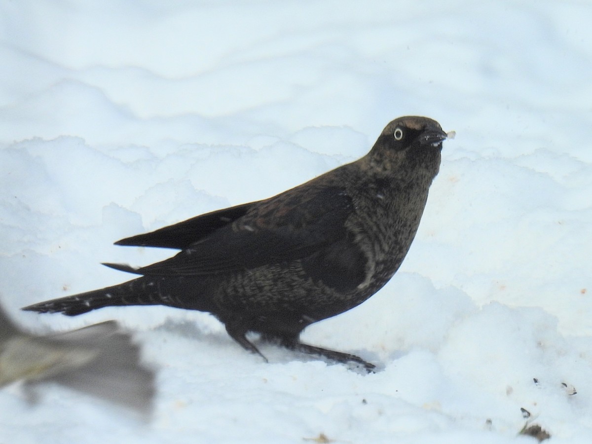 Pas Rengi Karatavuk - ML646498119