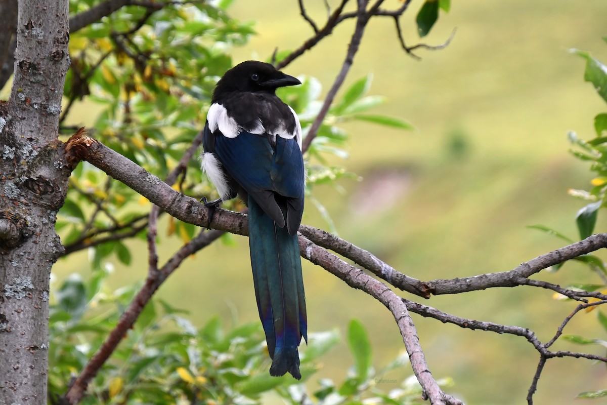 straka americká - ML646498120