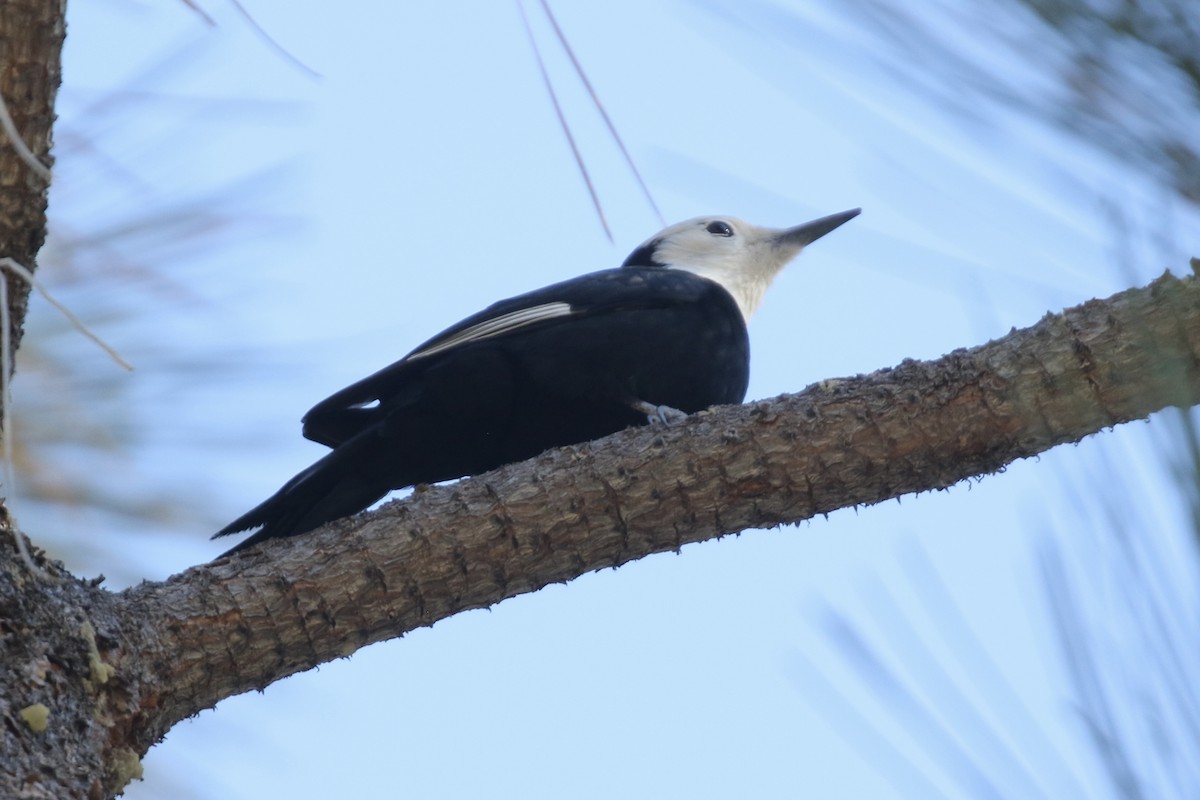 White-headed Woodpecker - ML646498122