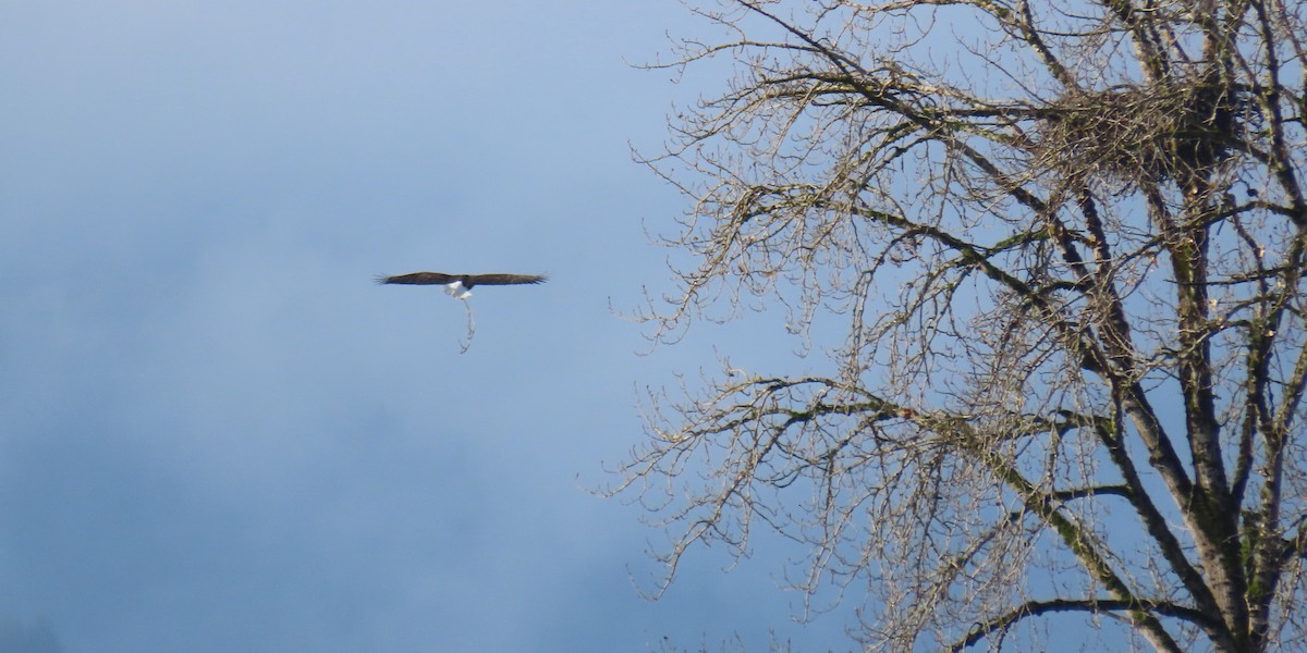 Itsas arrano buruzuria - ML646498123