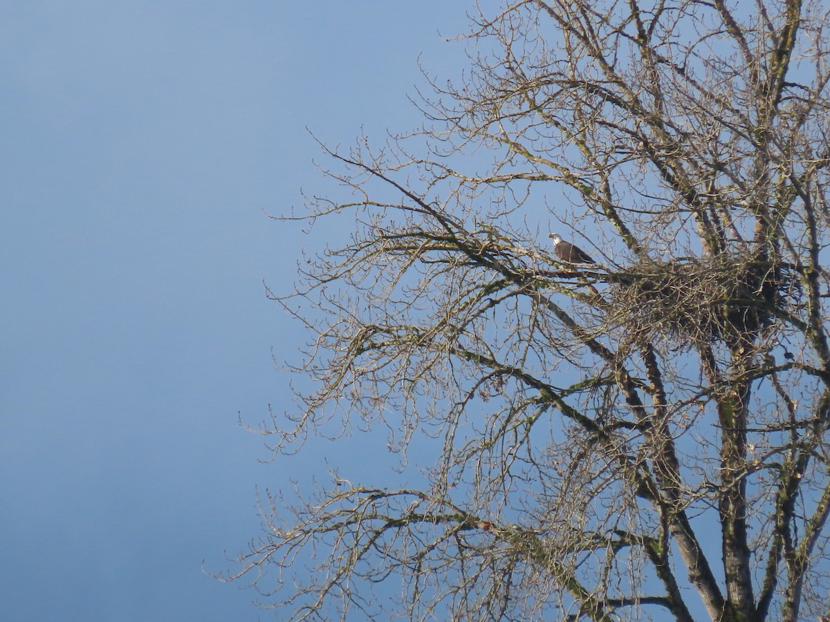 Itsas arrano buruzuria - ML646498125