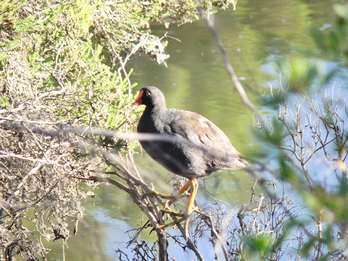 Dusky Moorhen - ML646498132