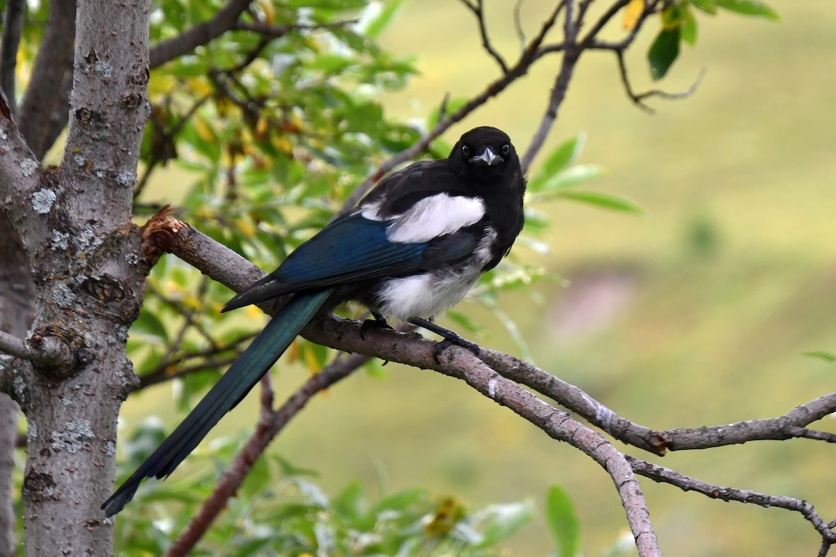 straka americká - ML646498133