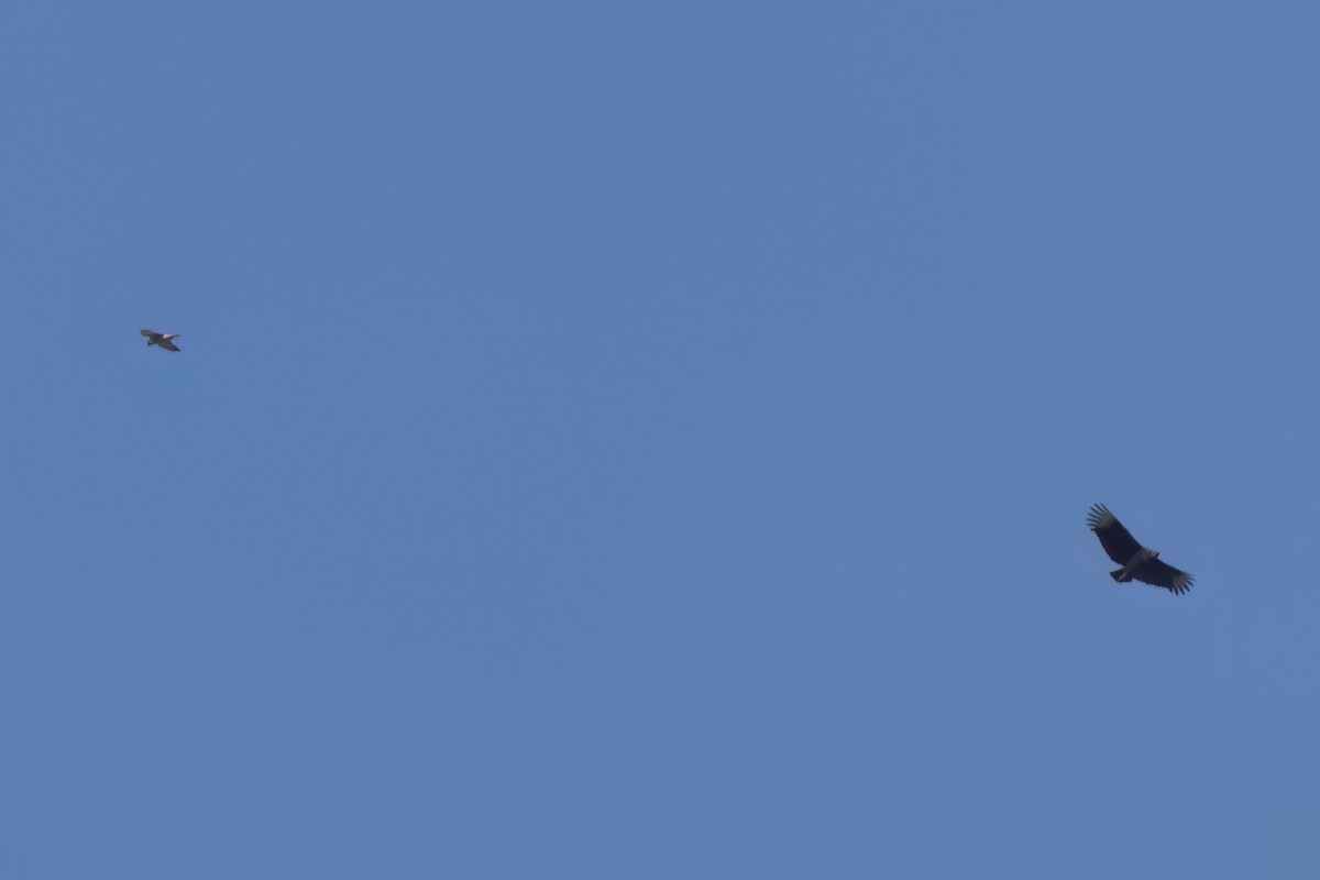 Urubu noir - ML646498140