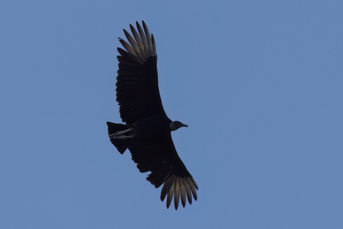 Urubu noir - ML646498141