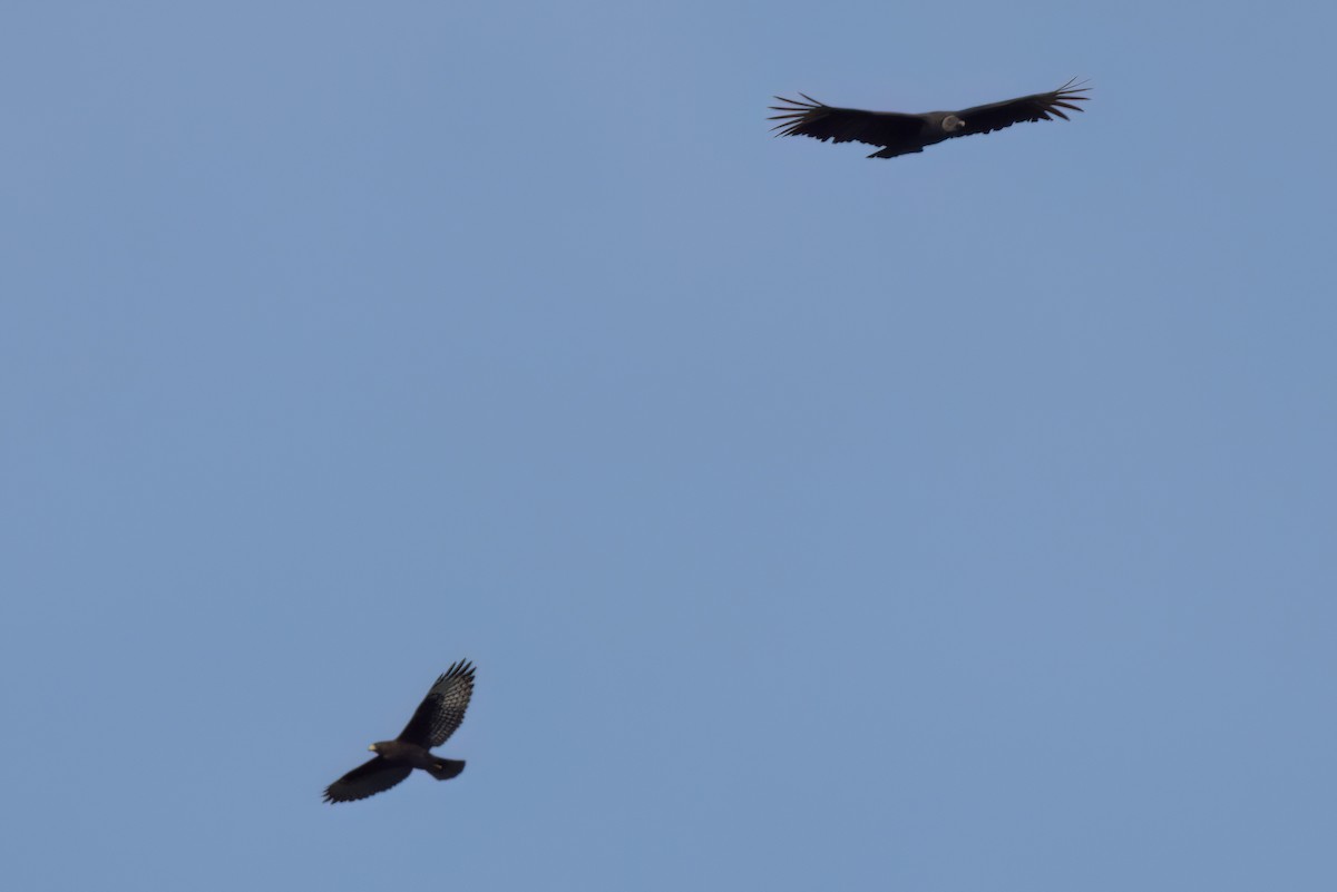 Urubu noir - ML646498142