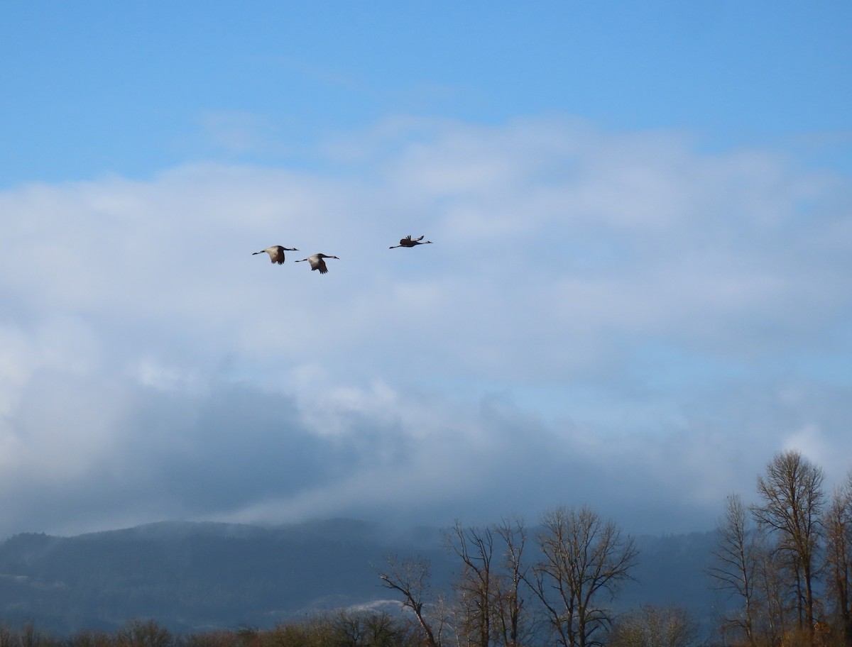 Sandhill Crane - ML646498151