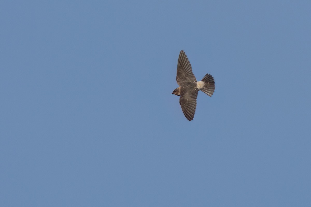 Cliff Swallow - ML646498152