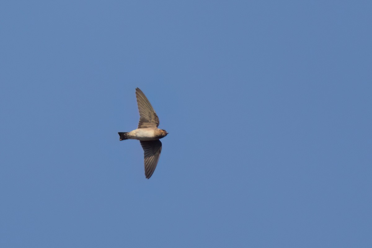 Cliff Swallow - ML646498154