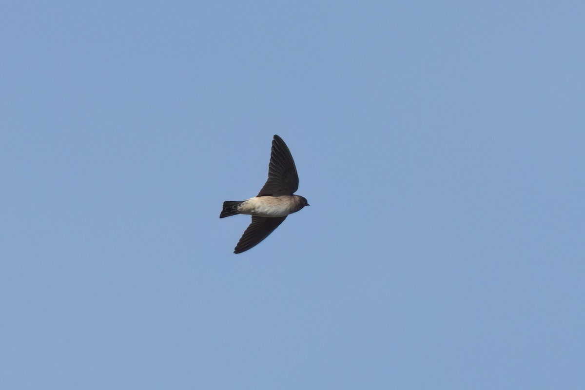 Cliff Swallow - ML646498156