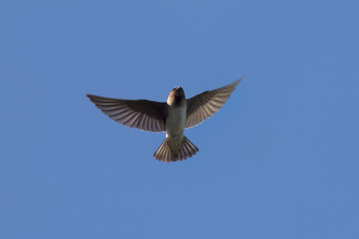 Cliff Swallow - ML646498157