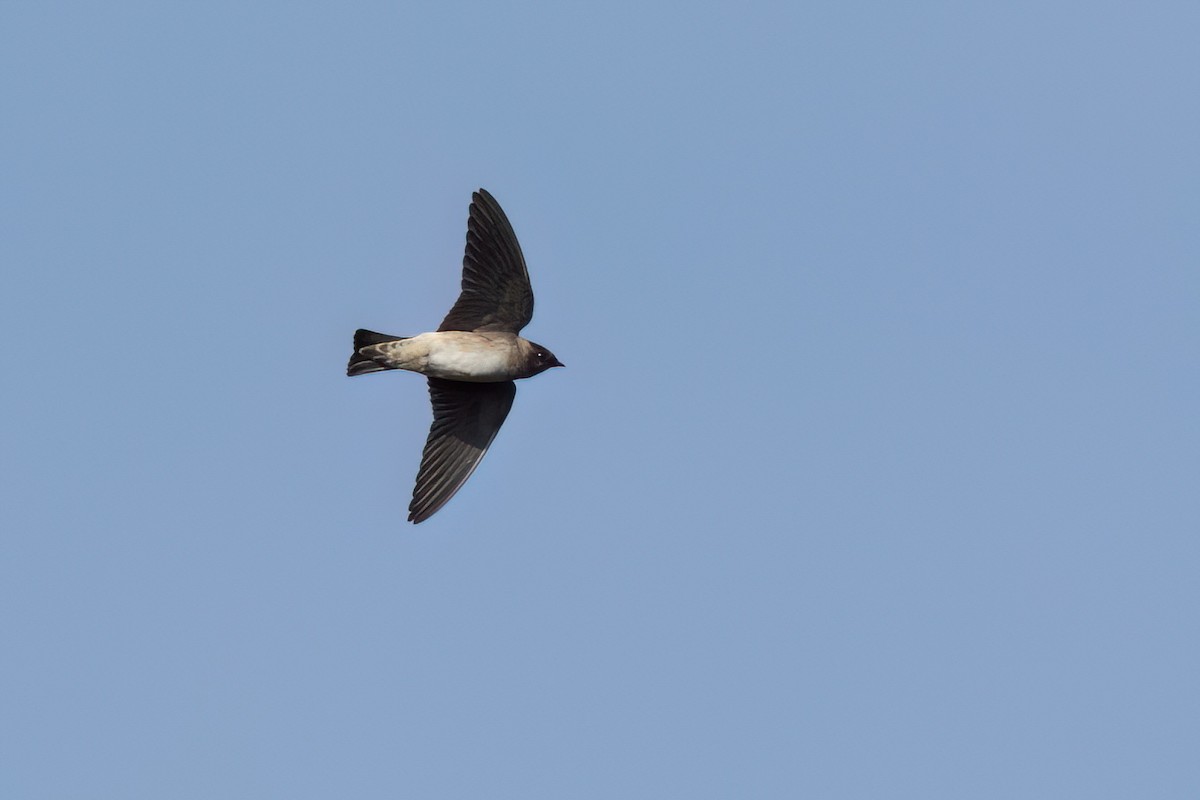 Cliff Swallow - ML646498158