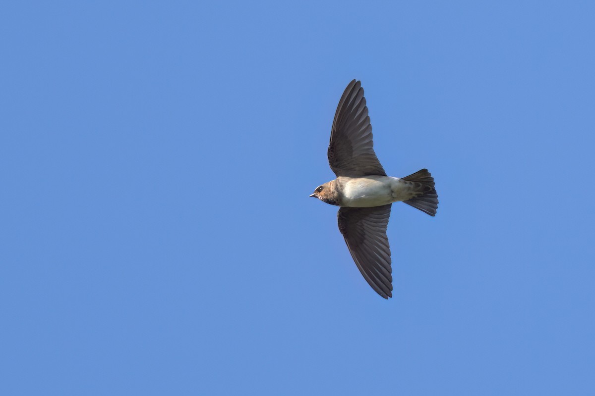 Cliff Swallow - ML646498160