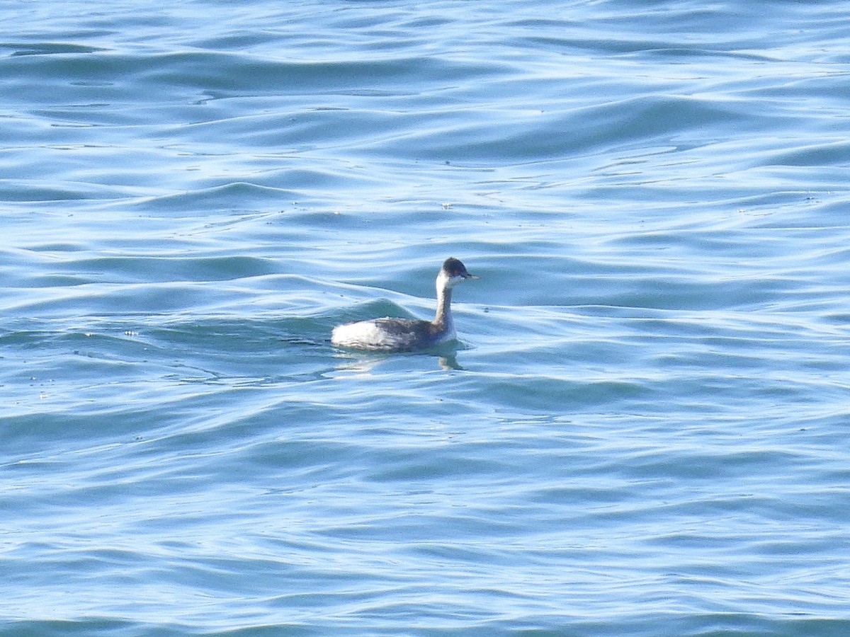 Western Grebe - ML646498164