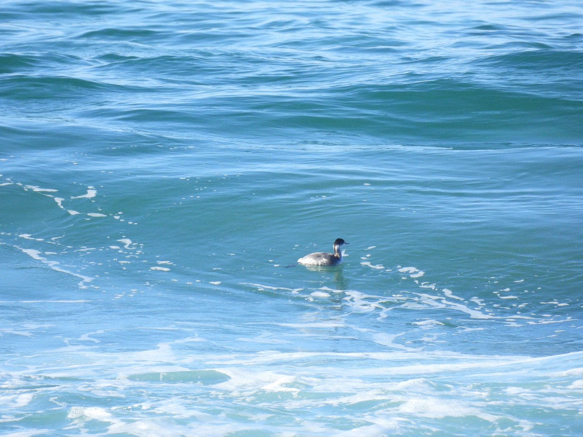 Western Grebe - ML646498165