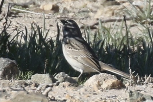 Sagebrush Sparrow - ML646498167