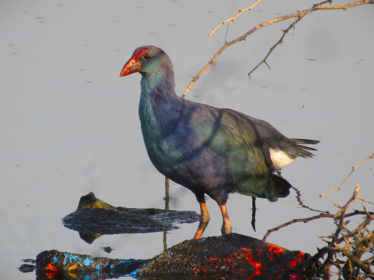 Gri Başlı Sazhorozu - ML646498168