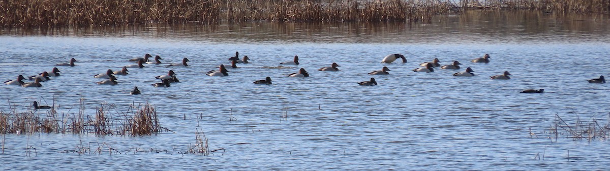 Büyük Elmabaş - ML646498173