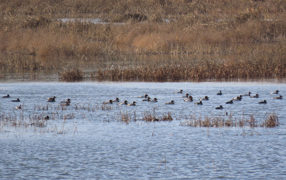 Büyük Elmabaş - ML646498174