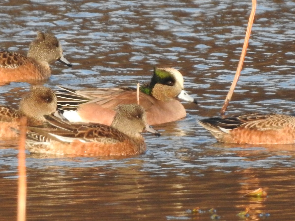 Amerika Fiyusu - ML646498176