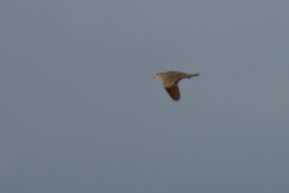 İnka Serçe Kumrusu - ML646498180