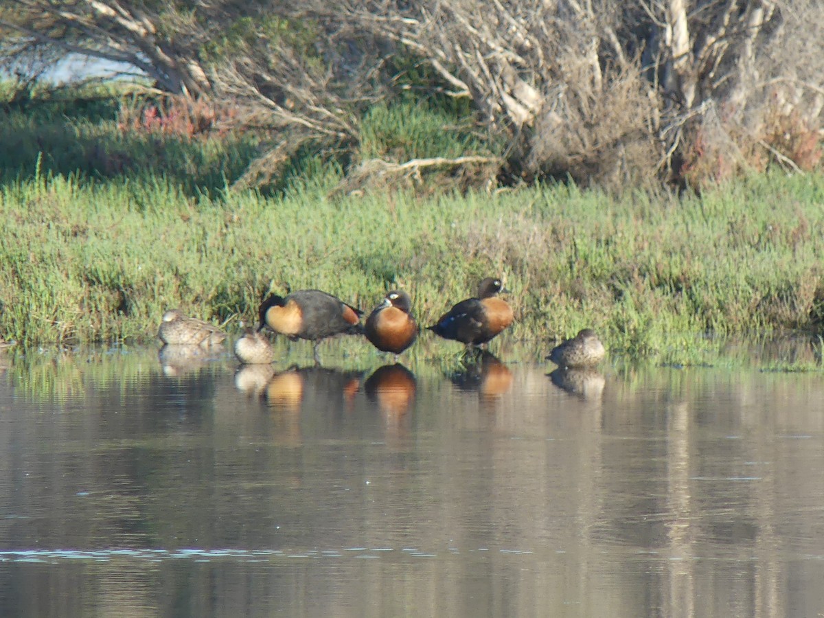 Avustralya Angıtı - ML646498181