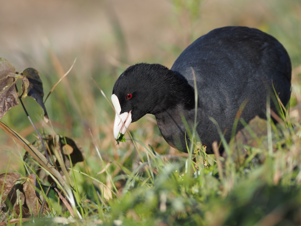 Sakarmeke - ML646498182