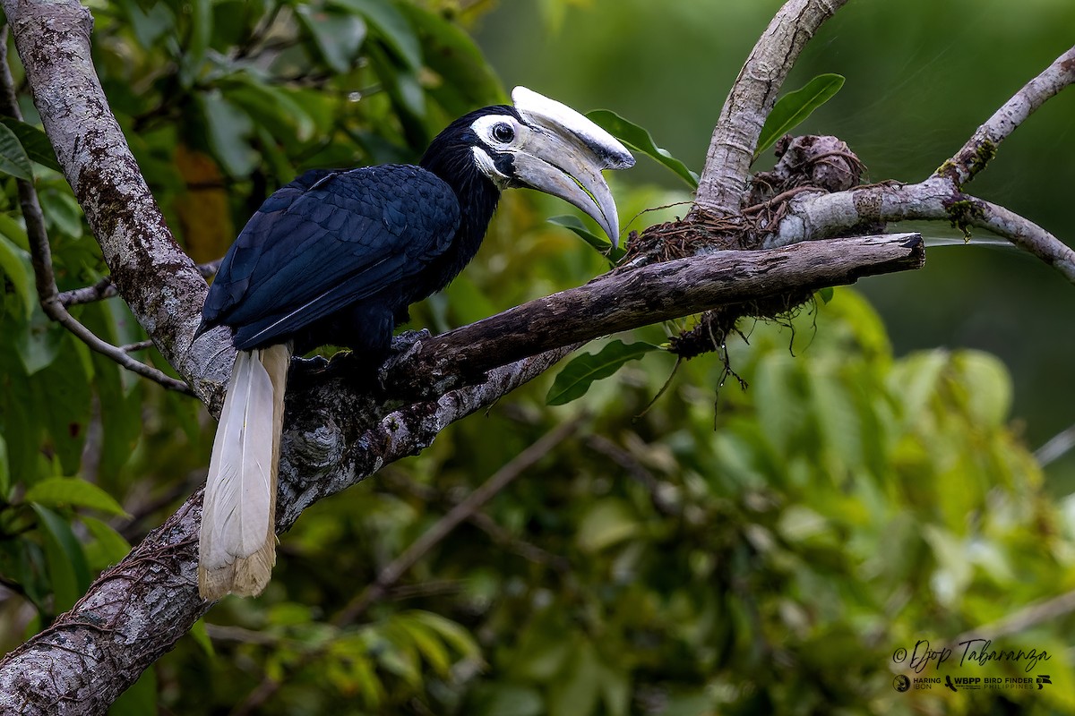 Filipin Alaca Boynuzgagası - ML646498183