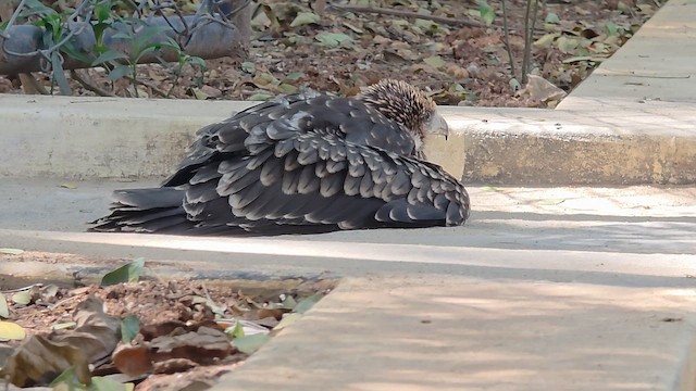 Kara Çaylak - ML646498184