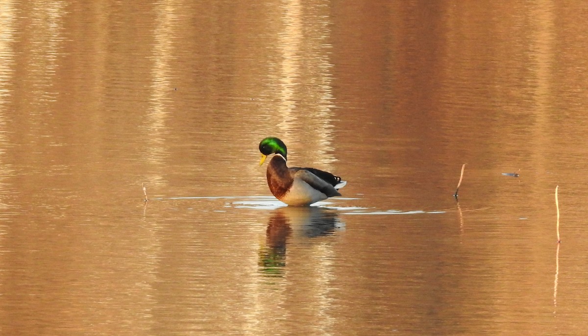 Yeşilbaş - ML646498186