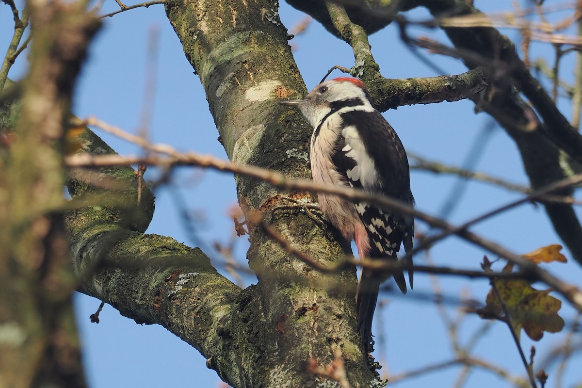 Ortanca Ağaçkakan - ML646498187