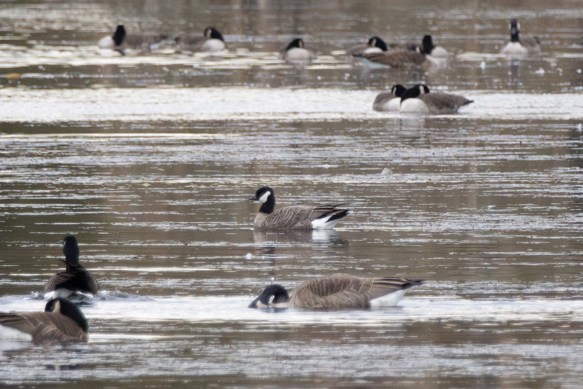 Gıdaklayan Kaz (hutchinsii) - ML646498192