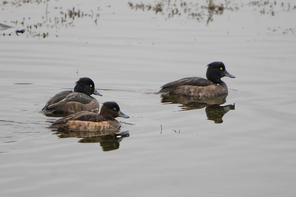 Tepeli Patka - ML646498193