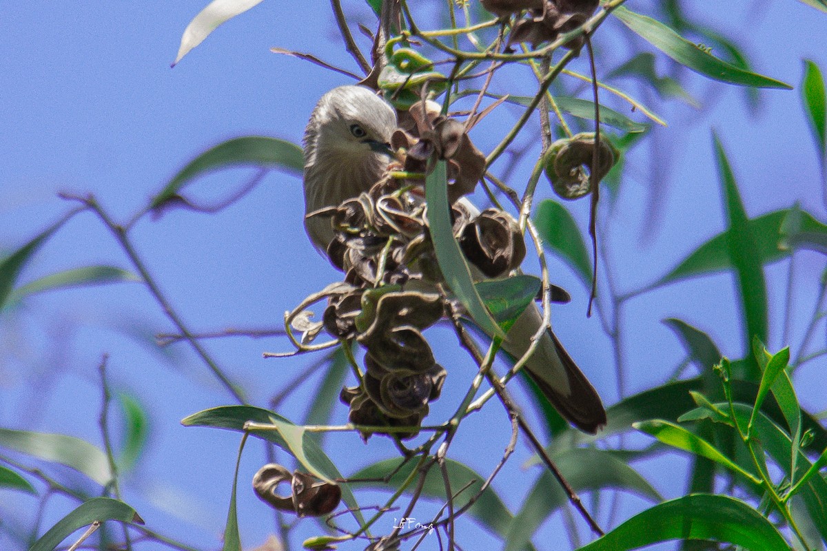 Kızılca Sığırcık - ML646498194